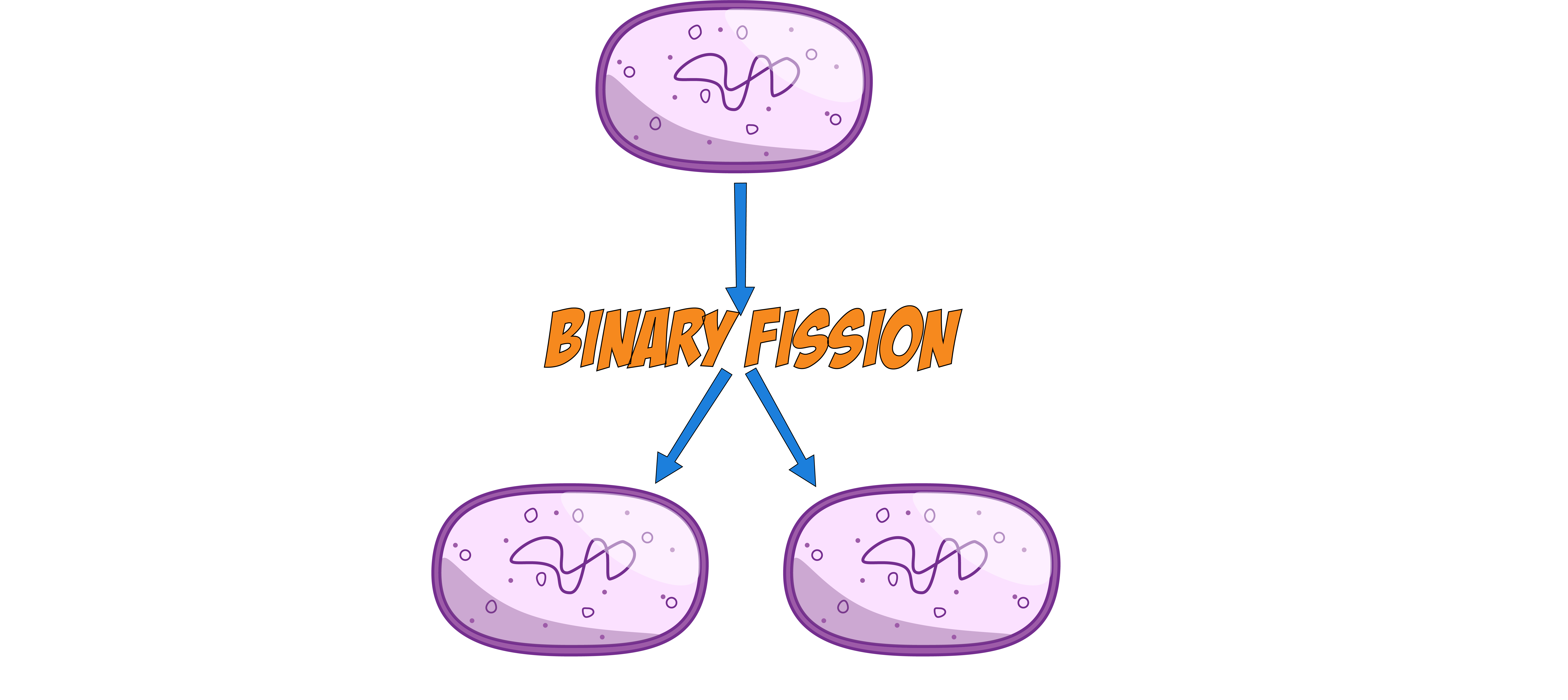 Binary Fission