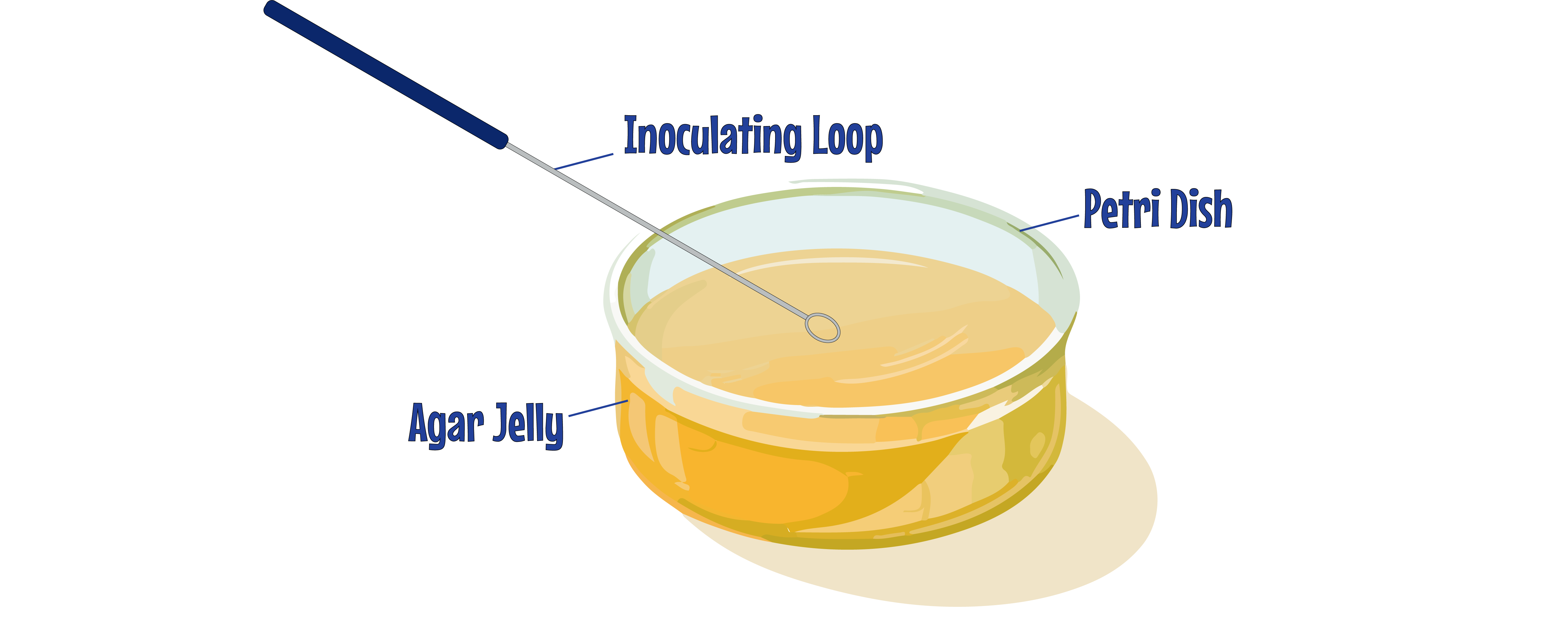 Petri Dish