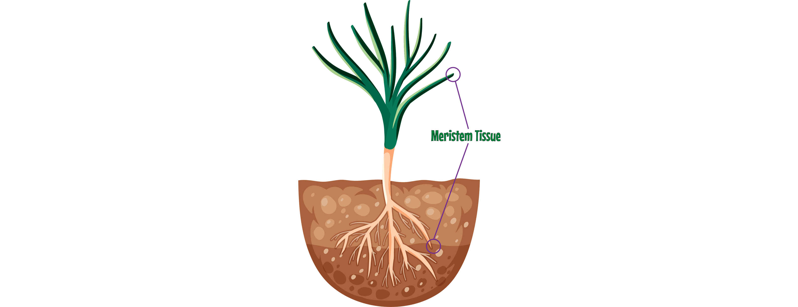 Meristem