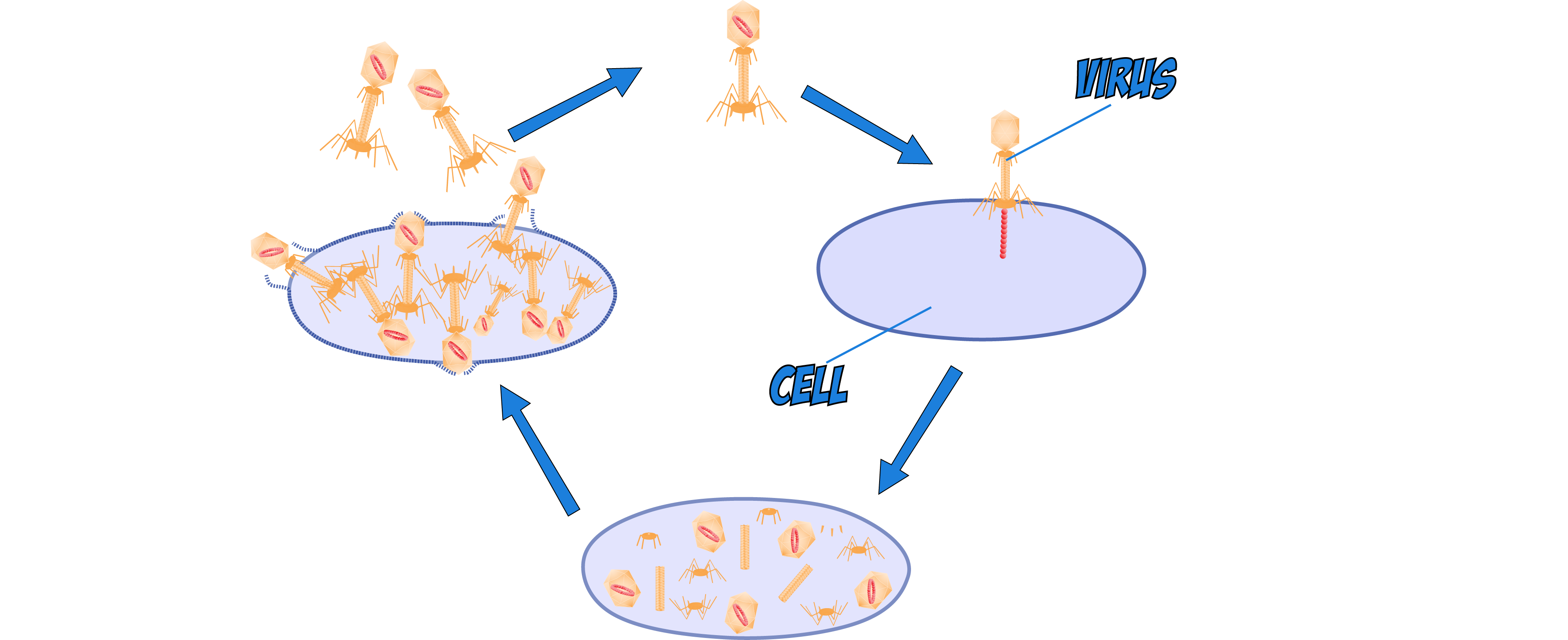 Virus Reproduction