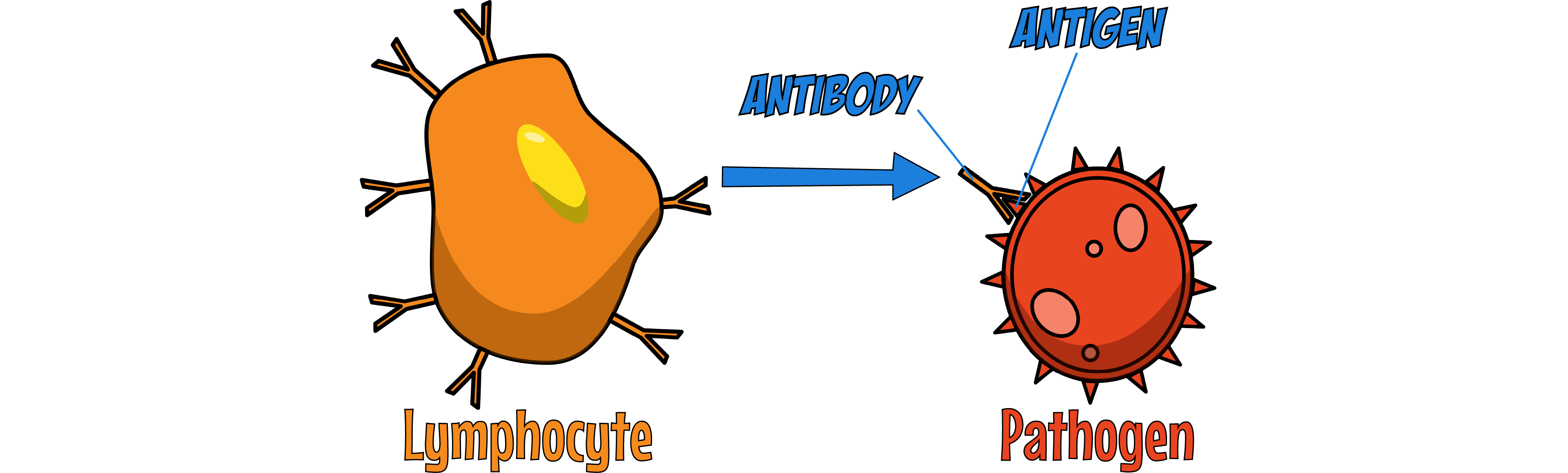 Antibodies