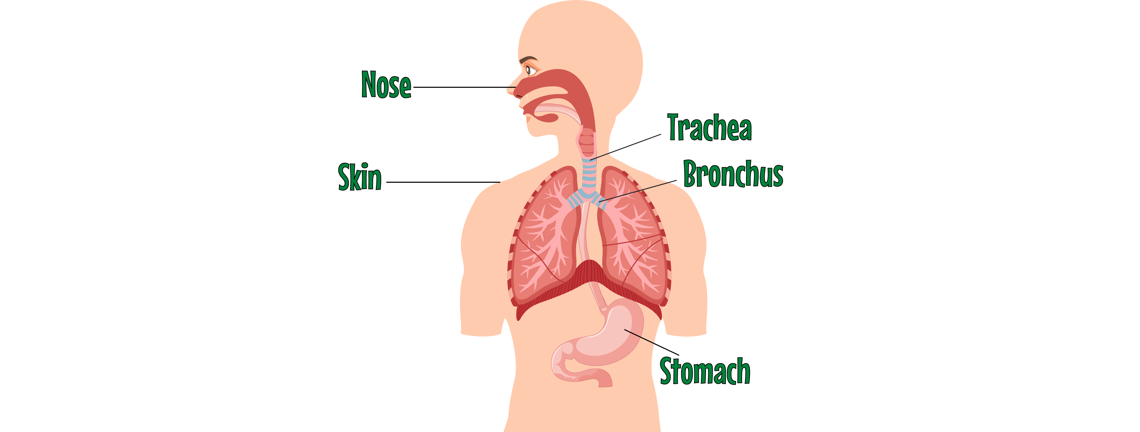 Body's Defences