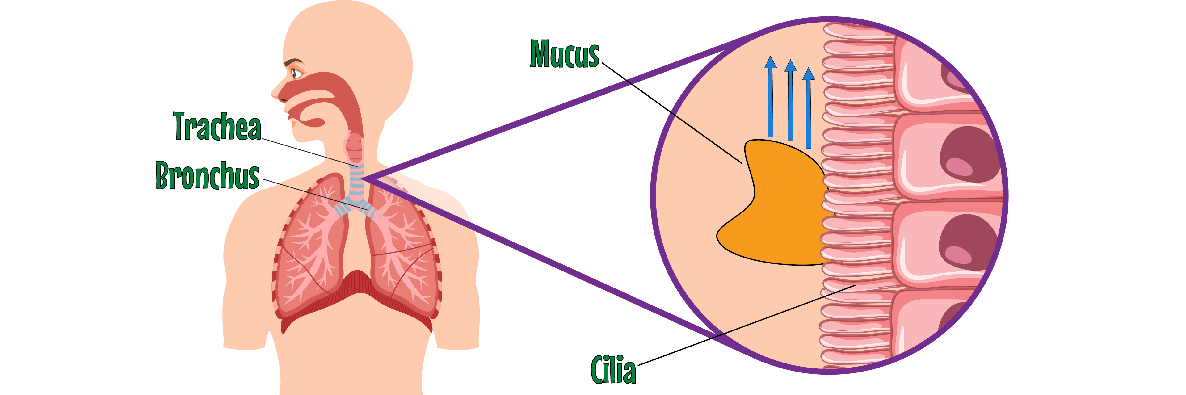 Cillia