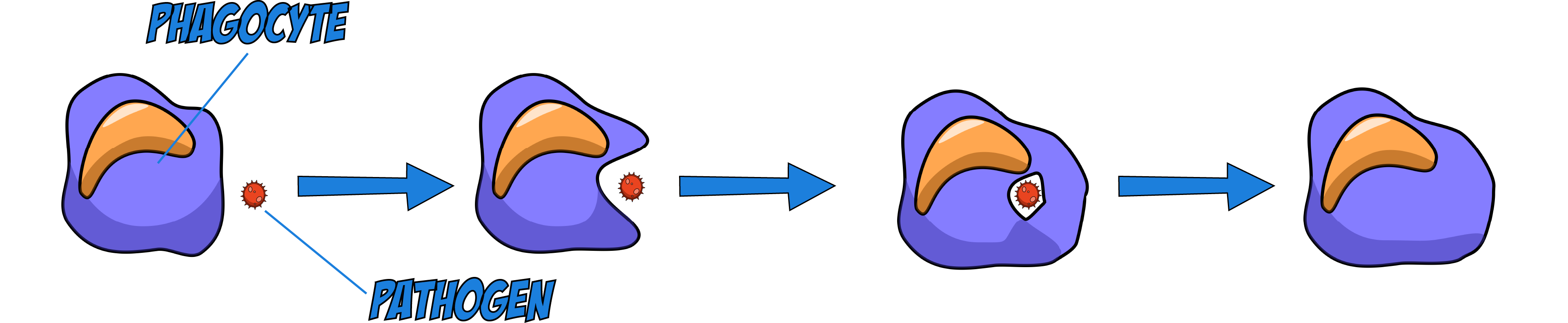Phagocytosis