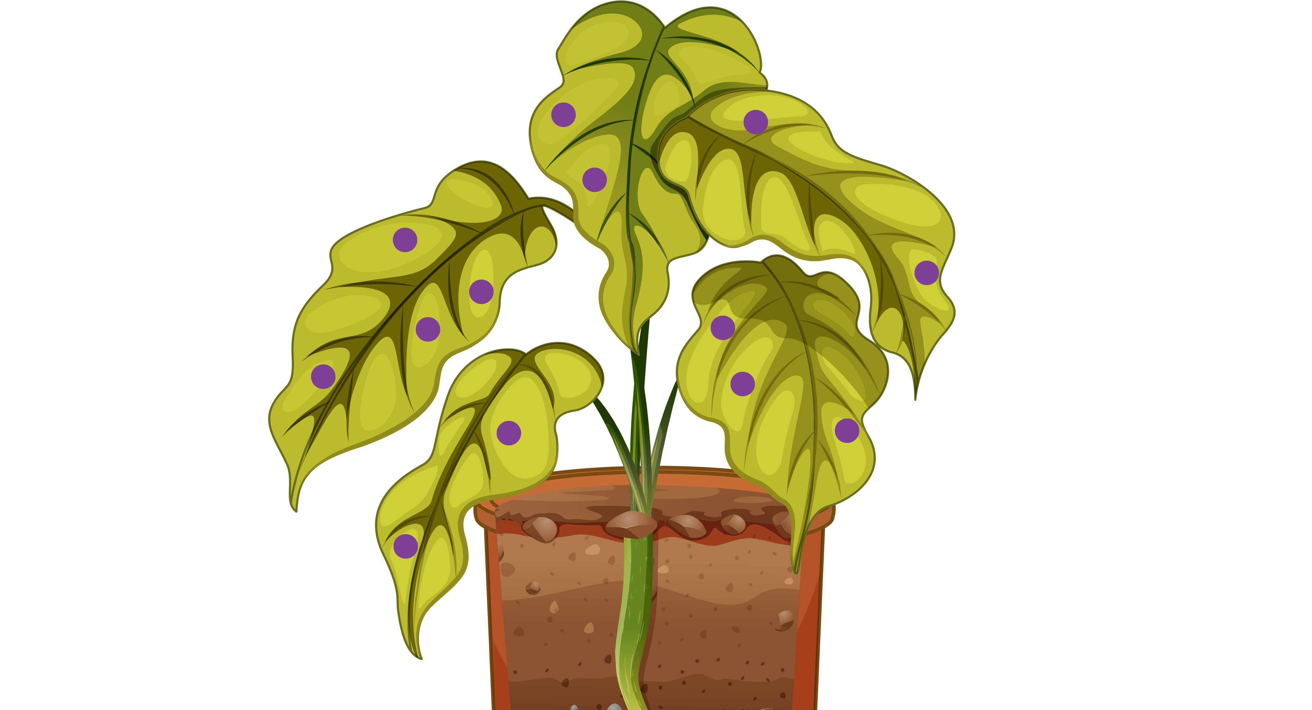 Plant Disease
