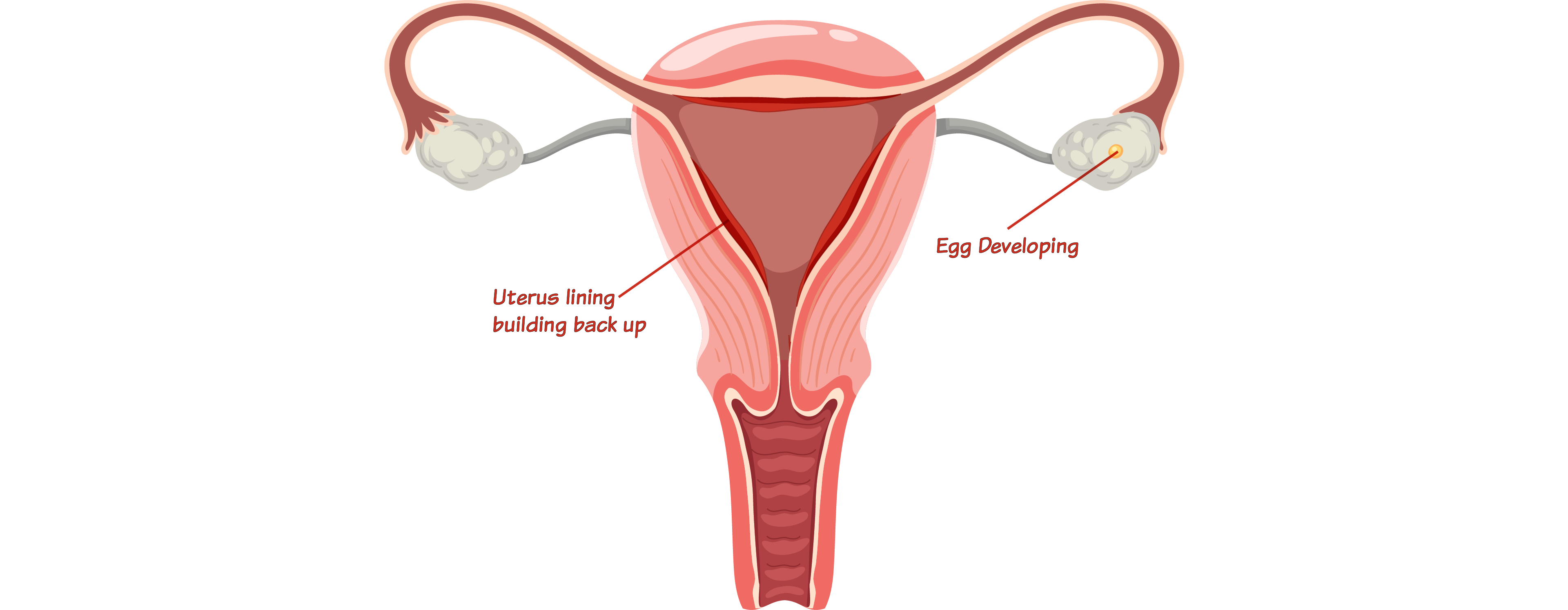 Stage 2